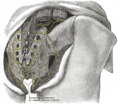Multifidus muscle