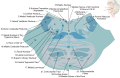 Horizontal section of the lower pons