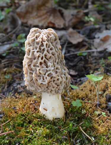 File:Morchella americana closer.JPG