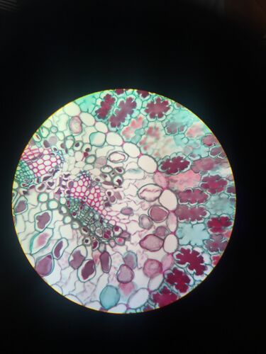 File:Pine Leaf Vascular Bundle.jpg