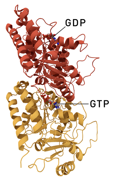 File:Tubulin dimer 1JFF.png