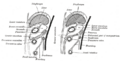 The greater omentum and transverse colon
