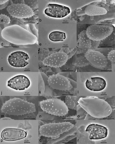 File:Milesina (10.3897-mycokeys.48.30350) Figure 6.jpg
