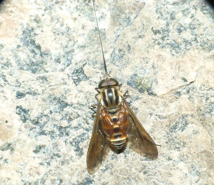 File:Philoliche.jpg