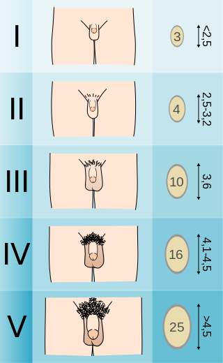 File:Tanner scale-male.svg