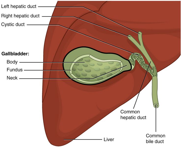 File:2425 Gallbladder.jpg