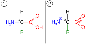 File:Amino acid zwitterions.svg