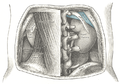 Ascending_colon
