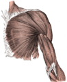 Gray's Anatomy illustration of the bicipital aponeurosis