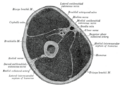 Thumbnail for version as of 17:27, 18 May 2026