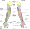 Thumbnail for version as of 01:21, 2 June 2026