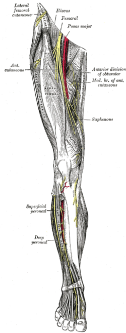 File:Gray827.png