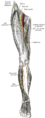Nerves of the lower limb