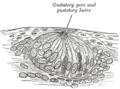 Thumbnail for version as of 17:28, 18 May 2026