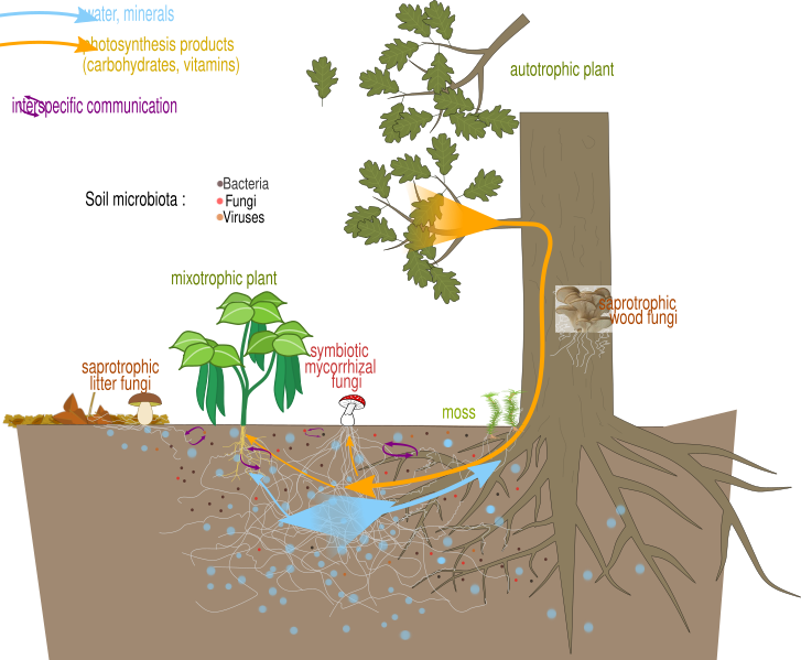 File:Mycorrhizal network.svg