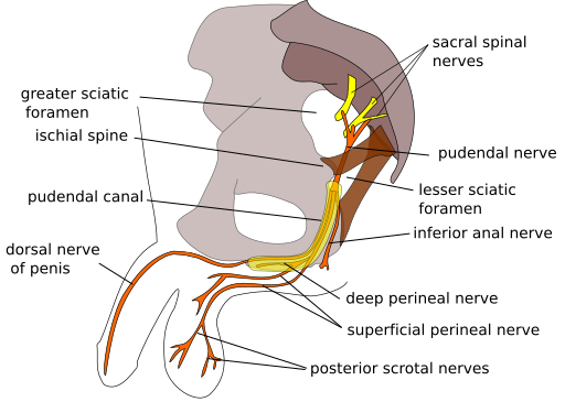 File:Pudendal nerve.svg