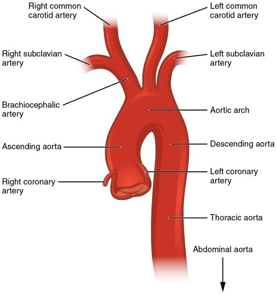 File:2121 Aorta.jpg