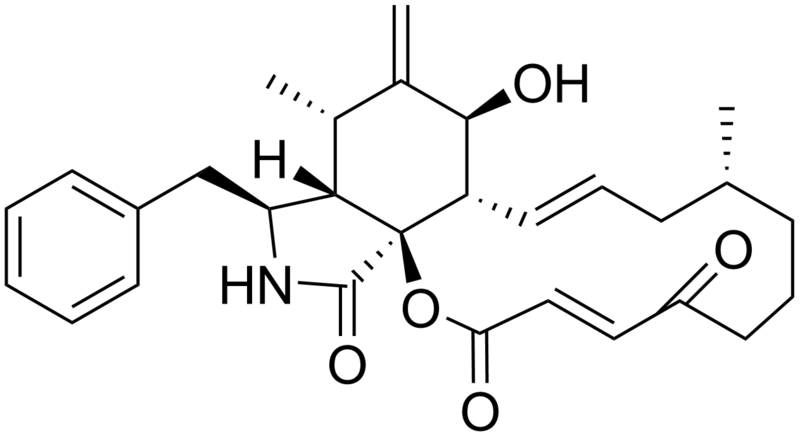 File:Cytochalasin A.png