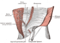 Diagram of a transverse section of the posterior abdominal wall, to show the disposition of the lumbodorsal fascia