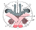 Lateral corticospinal tract