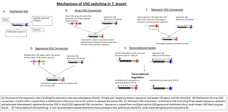 File:Mechanisms of VSG switching2.png