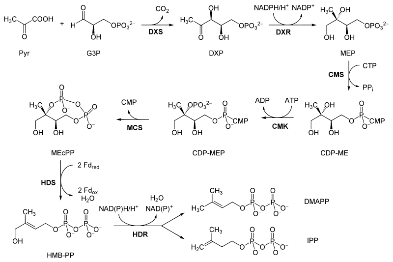 File:Non-mevalonate pathway.svg