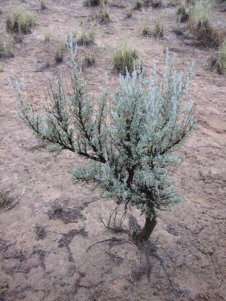 File:Sagebrushsjc.jpg