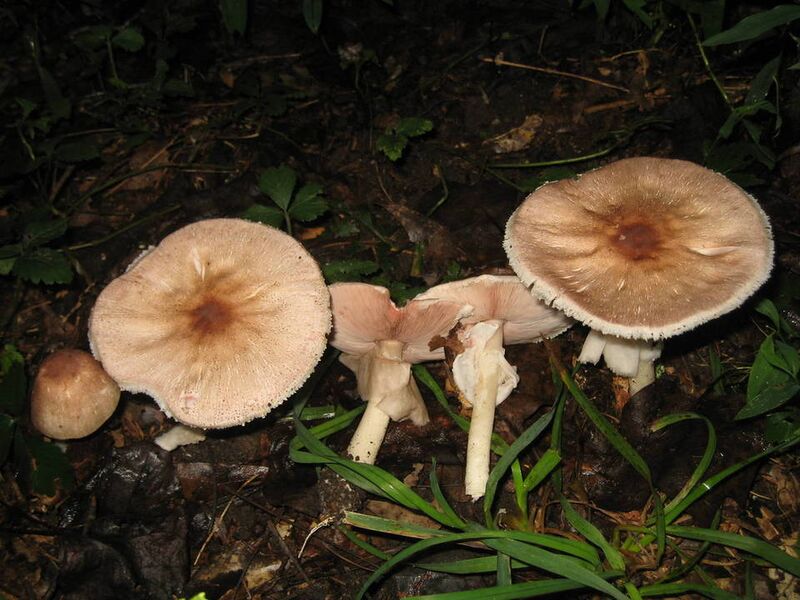 File:Agaricus.placomyces..000...jpg