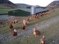 Free-range hens in a field