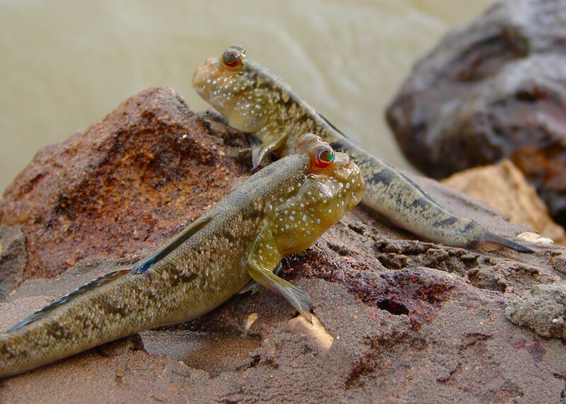 File:GambianMudskippers.jpg