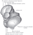 Talus bone