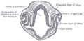 Thumbnail for version as of 17:28, 18 May 2026