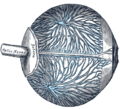 Thumbnail for version as of 17:28, 18 May 2026