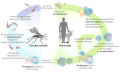 Leishmania major life cycle diagram