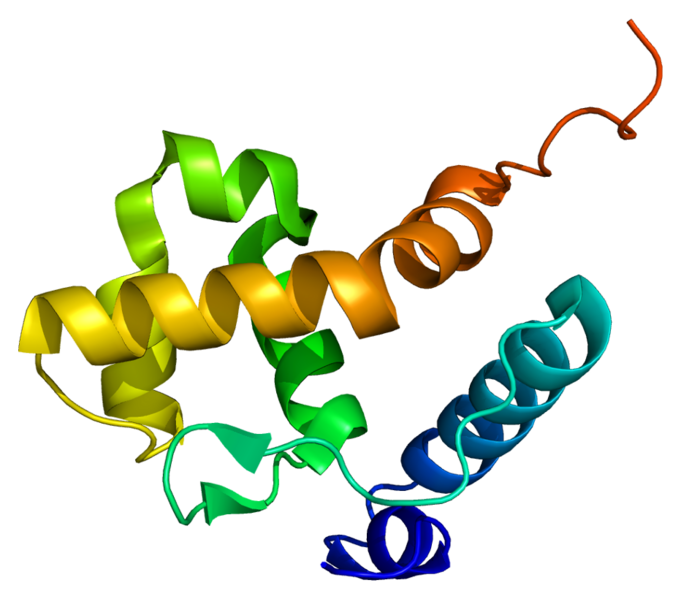 File:Protein ARID1B PDB 2cxy.png