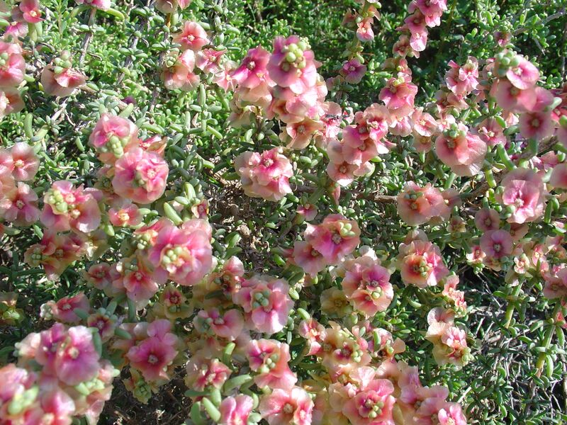 File:Salsola oppositifolia.JPG