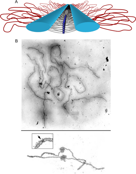 File:Synaptonemal complex.png