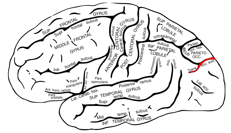 File:Gray726 trans occipital sulcus.svg