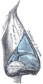 Diagram of the nasal bridge