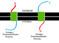 Group 1 and 2 transmembrane protein
