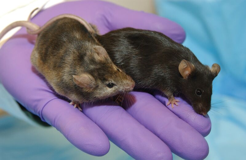File:Knockout Mice5006-300.jpg