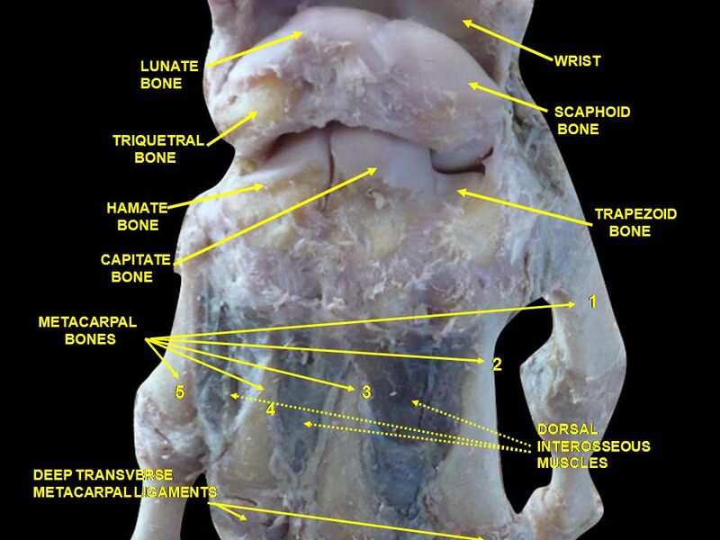 File:Slide5kaka.JPG