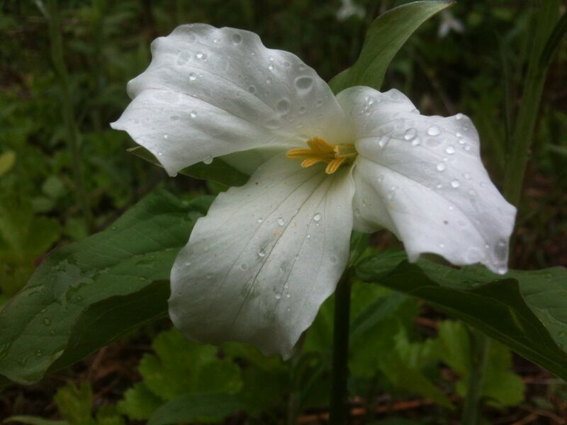 File:The Great White Trillium.JPG