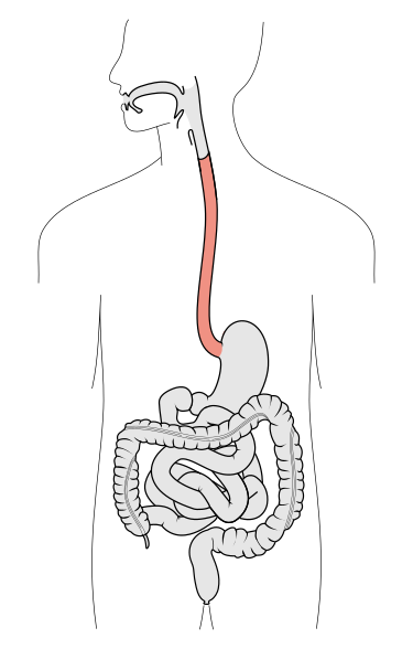 File:Tractus intestinalis esophagus.svg