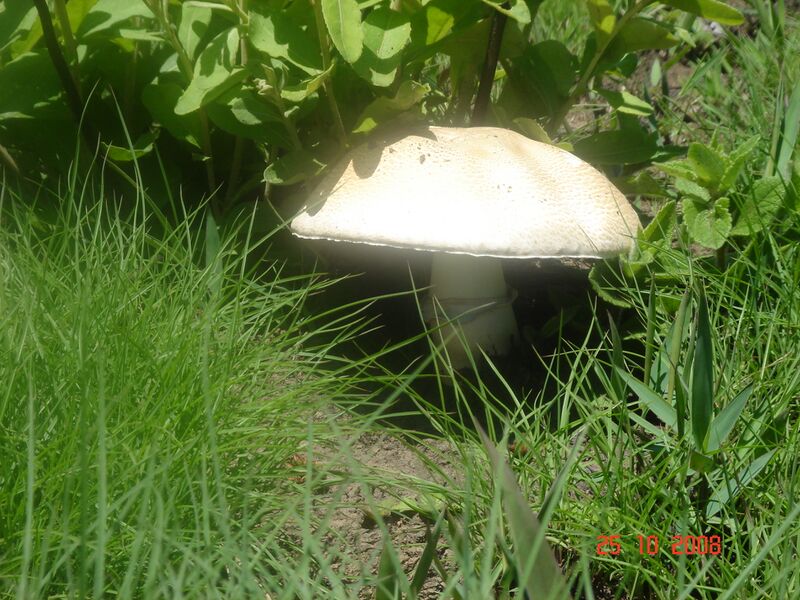 File:2012-10-29 Agaricus subrufescens Peck 276634.jpg