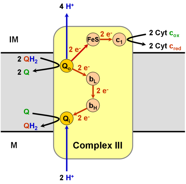 File:Complex III.png