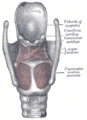 Epiglottis