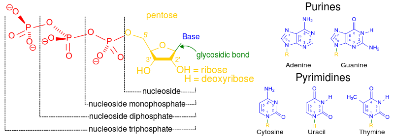 File:Nucleotides 1.svg