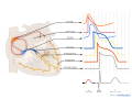 Shapes of the cardiac action potential in the heart