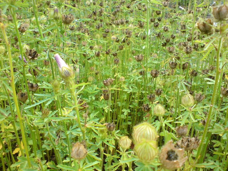 File:01764 - Hibiscus cannabinus (Eibisch).JPG